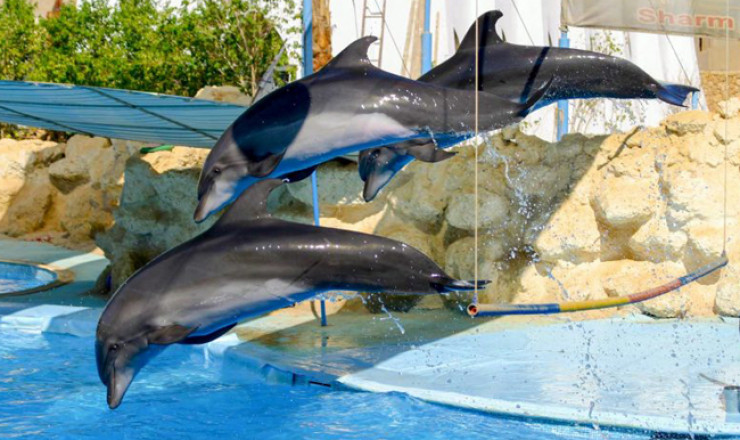 Dolphin Show in Sharm El Sheikh