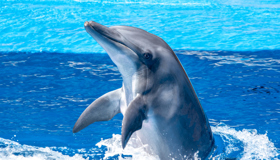 LO SPETTACOLO DEI DELFINI A SHARM EL SHEIKH