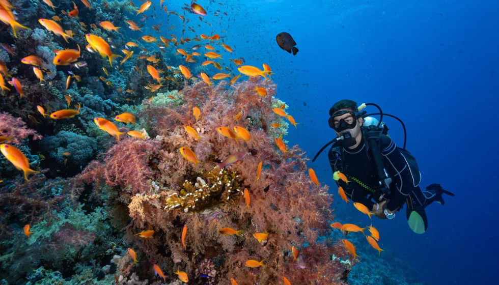 Einführungstauchen vom Ufer in Sharm El Sheikh