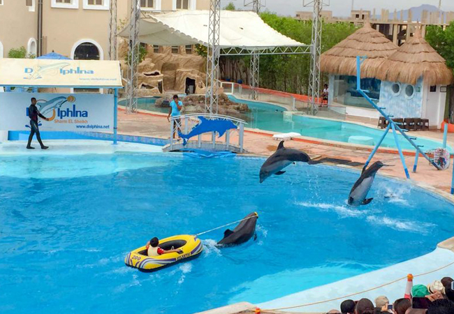 LO SPETTACOLO DEI DELFINI A SHARM EL SHEIKH