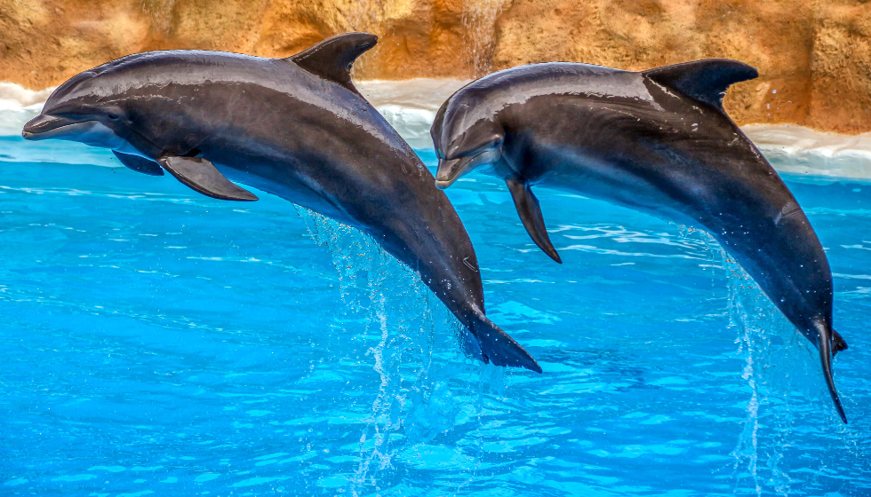 LO SPETTACOLO DEI DELFINI A SHARM EL SHEIKH