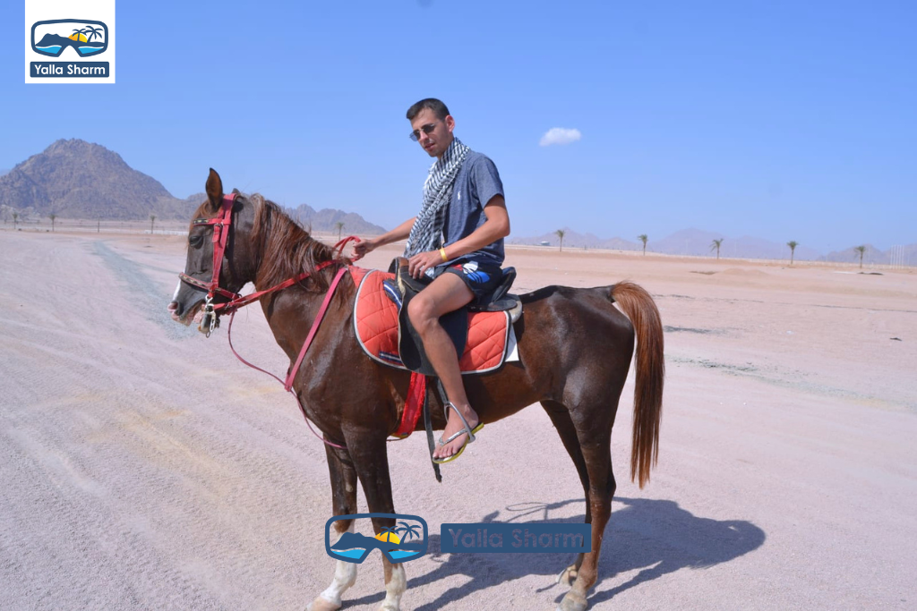 Reiten in Scharm El-Scheich