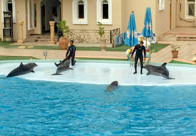 LO SPETTACOLO DEI DELFINI A SHARM EL SHEIKH