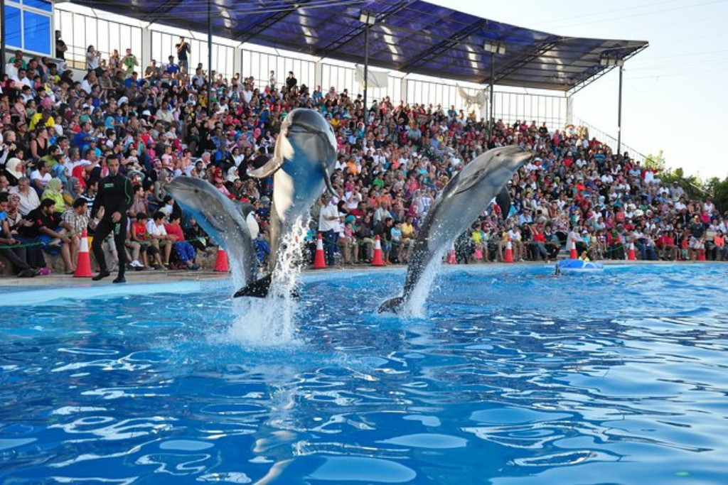 Dolphina in Sahel Unique Shows in El Alamein & North Egypt