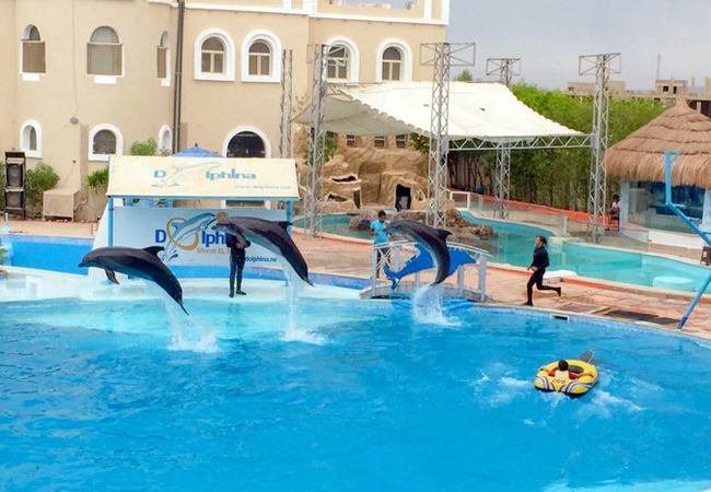 LO SPETTACOLO DEI DELFINI A SHARM EL SHEIKH