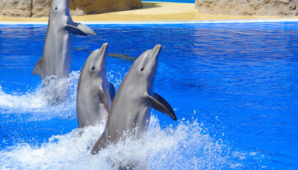 LO SPETTACOLO DEI DELFINI A SHARM EL SHEIKH